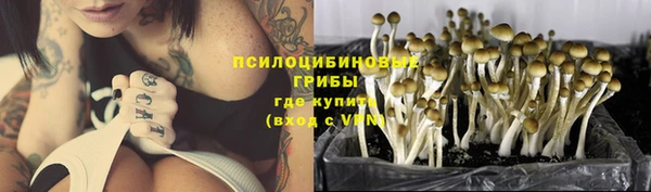 стаф Каменка